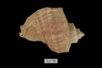 藏品(紅皺岩螺)的圖片